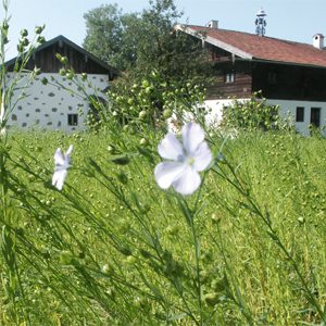 Flachs (Linum spec.) in Amerang