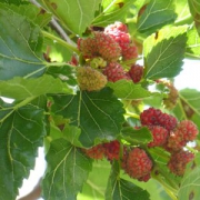 Maulbeeren (Morus)