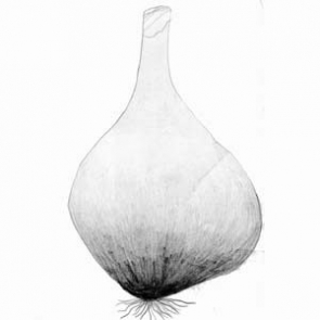 Küchenzwiebel (Allium cepa)