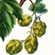 Hopfen