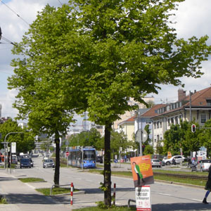 Stadtbäume in München
