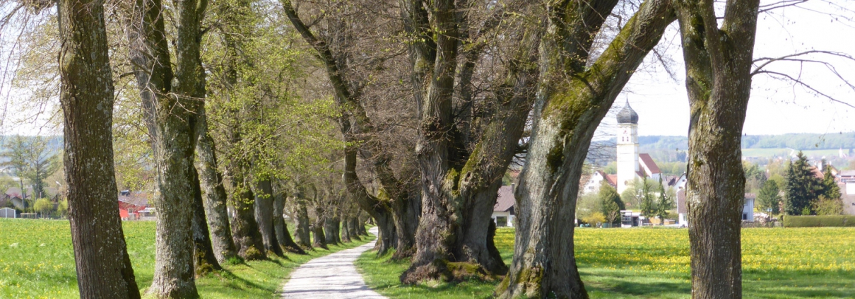 Allee im Allgäu