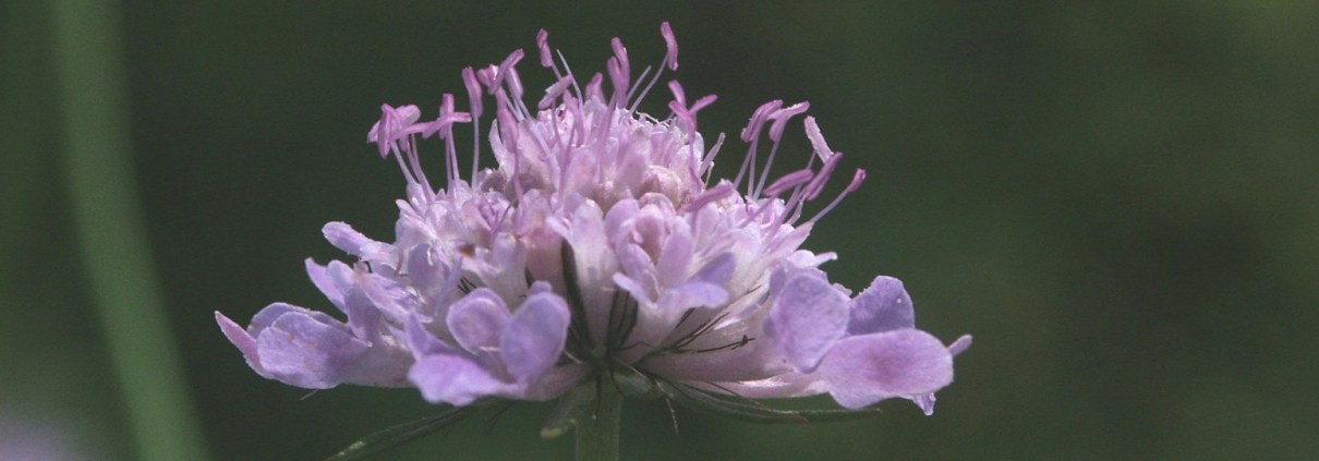 Ackerwitwenblume (Knautia arvensis)