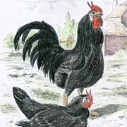 Das Augsburger Huhn